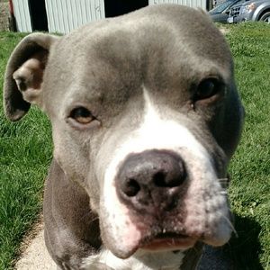 Meet your Posher, Shelby