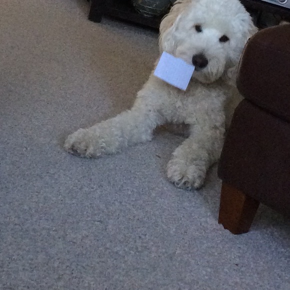 Meet your Posher, Lily