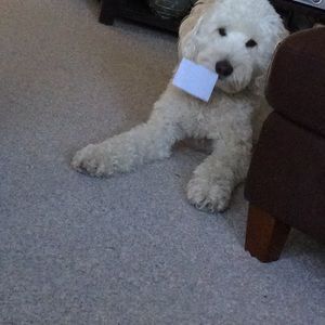 Meet your Posher, Lily