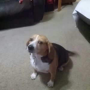 Meet your Posher, Robin