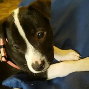 Meet your Posher, Shauna