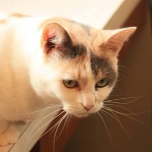 Meet your Posher, Diane