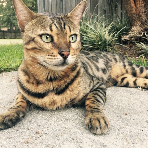 Meet your Posher, Alexandra - Picture 4 of 4