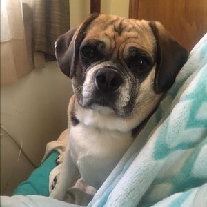 Meet your Posher, Brit