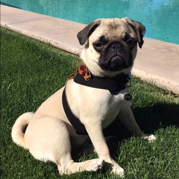 Meet your Posher, Jenny - Picture 1 of 1