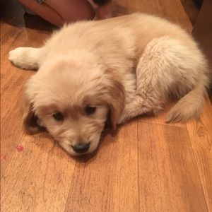 Meet your Posher, Laura