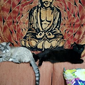 Meet your Posher, Rachel