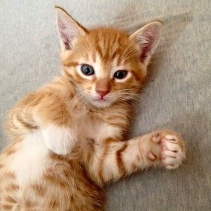 Meet your Posher, Riley