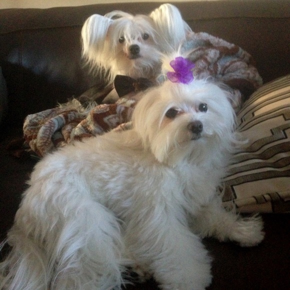 💗 Meet Your Posher... 💗 - Picture 15 of 15