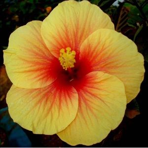 Meet your Posher, Nia