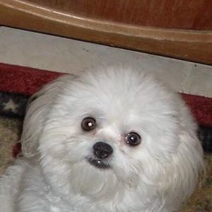 Meet your Posher, April