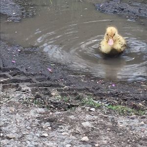 Meet your Posher, Hayley