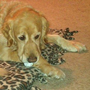 Meet your Posher, Carol