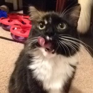 Meet your Posher, Lacey