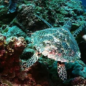 Meet your Posher, Jubilee