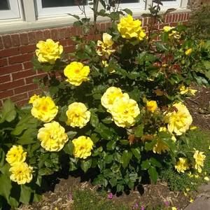 Meet your Posher, Patricia