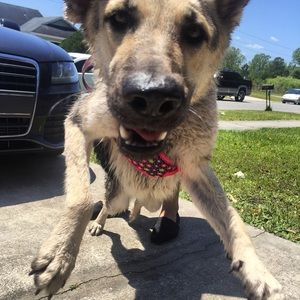 Meet your Posher, Elizabeth