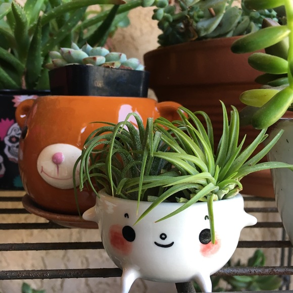 Meet your Posher, Alfie - Picture 7 of 8