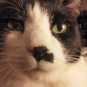 Meet your Posher, Lara