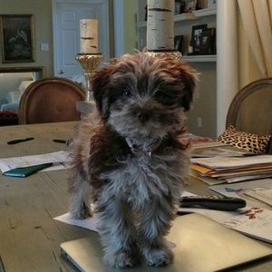 Meet your Posher, Gigi