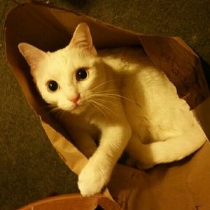 Meet your Posher, Kerri