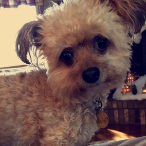 Meet your Posher, Lindsay