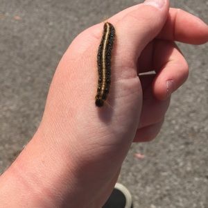 Meet your Posher, Laura