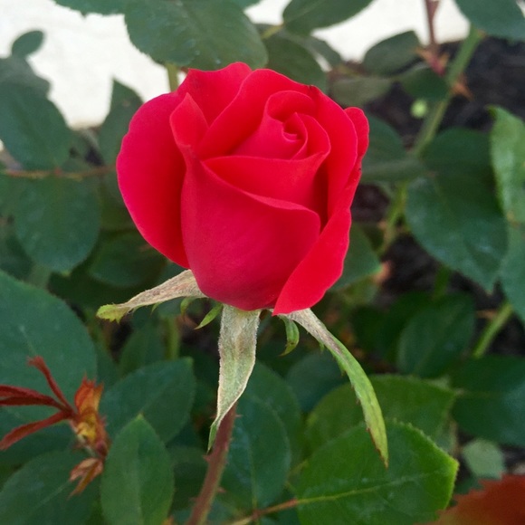 Meet your Posher, Charlie