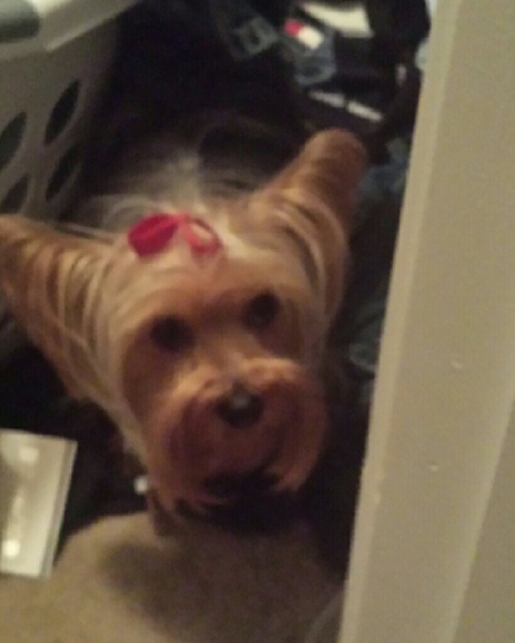 Meet your Posher, Jennie - Picture 1 of 1