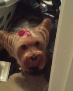 Meet your Posher, Jennie