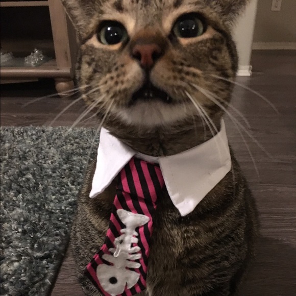 Meet your Posher, Kayree