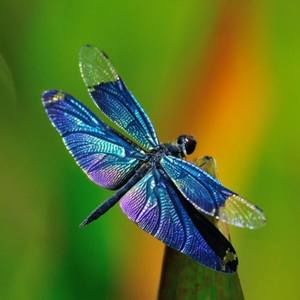 Meet your Posher, Shelly