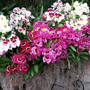 Meet your Posher, Michele