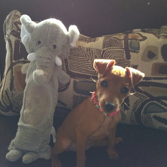 My puppy