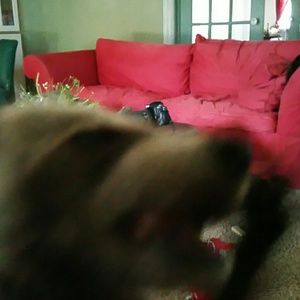 Meet your Posher, Ginger