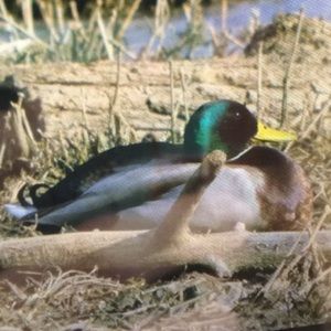 Meet your Posher, Mikayla