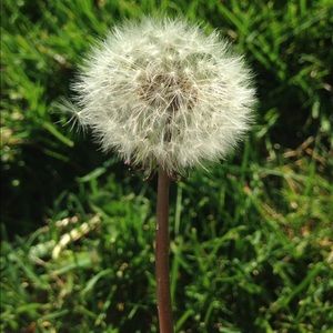 Meet your Posher, Deanna