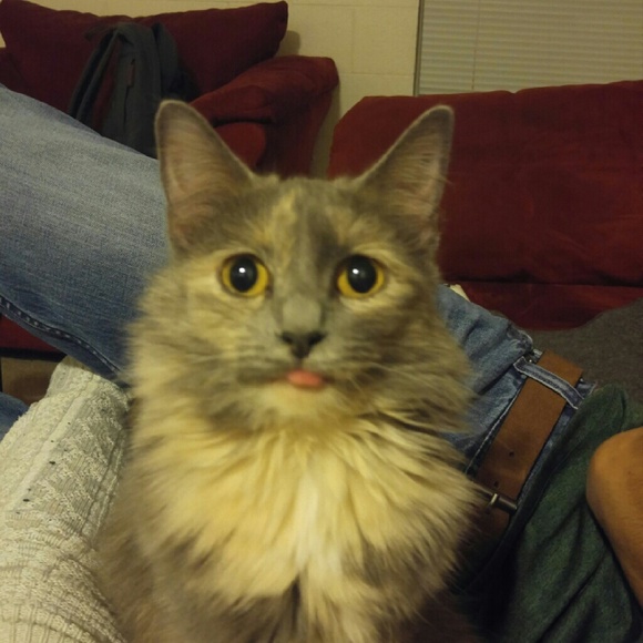 Meet your Posher, Brittany