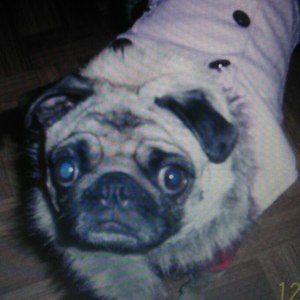 Meet your Posher, Evie