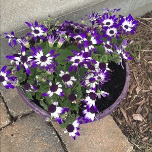 Meet your Posher, Marla