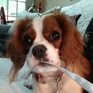 Meet your Posher, Bailey