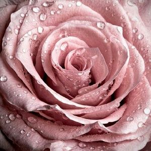 Meet your Posher, Shanece