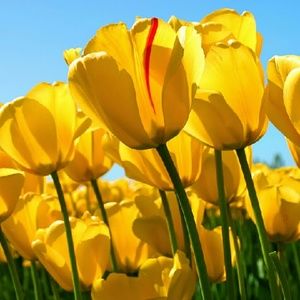 Meet your Posher, Paula