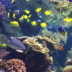 Meet your Posher, Morgan