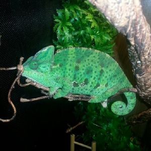 Meet your Posher, Alex