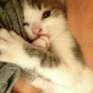 Meet your Posher, Chaeli