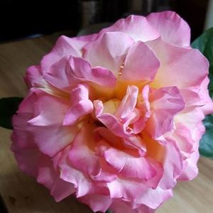 Meet your Posher, Alice