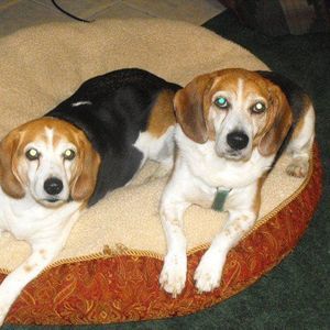 Meet your Posher, Robin