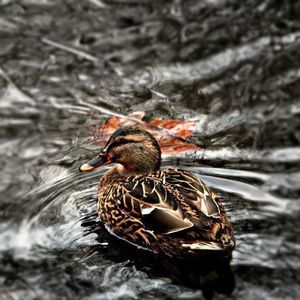 Meet your Posher, Mindie