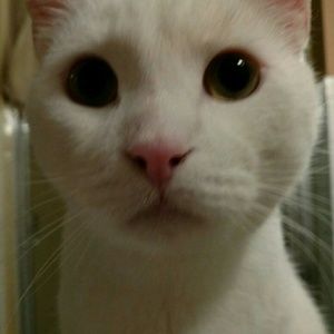 Meet your Posher, Angel